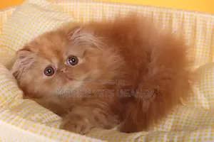1-3 months Male Purebred Persian