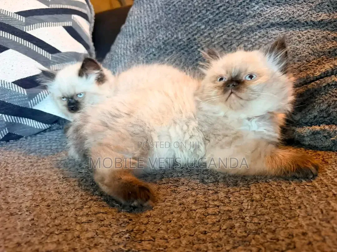 1-3 months Female Purebred Siamese