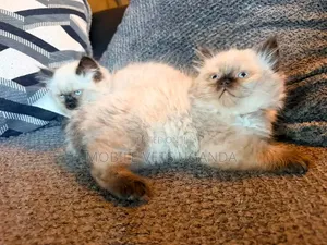 1-3 months Female Purebred Siamese