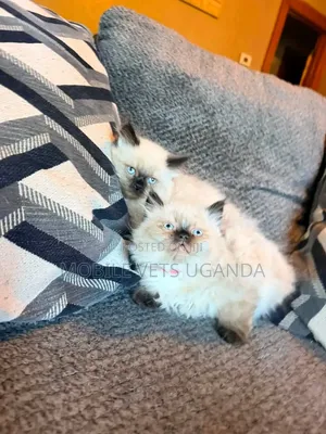 1-3 months Female Purebred Siamese