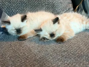 0-1 month Female Purebred Ragdoll