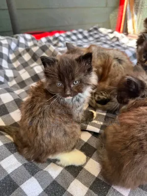 0-1 month Female Purebred Tabby