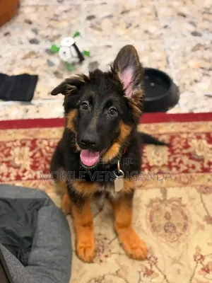 0-1 month Female Purebred German Shepherd