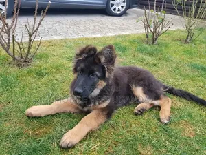 3-6 months Male Purebred German Shepherd