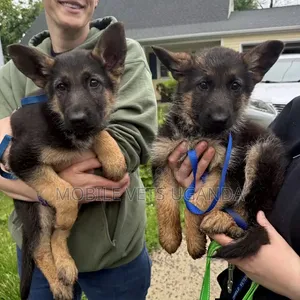 3-6 months Male Purebred German Shepherd