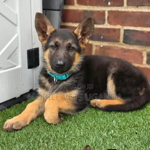 3-6 months Male Purebred German Shepherd