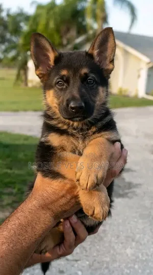 1-3 months Male Purebred German Shepherd