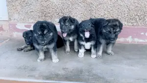 1-3 months Male Purebred German Shepherd