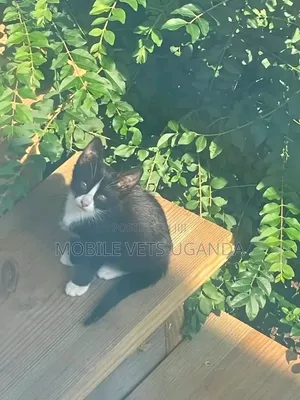 3-6 months Female Purebred Exotic