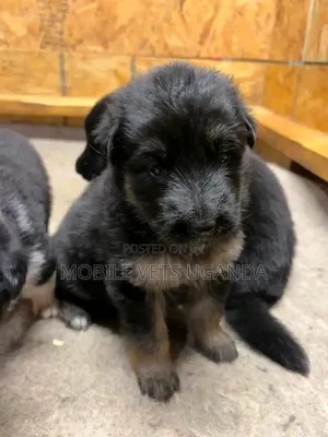 1-3 months Male Purebred German Shepherd