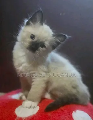 1-3 months Female Purebred Ragdoll