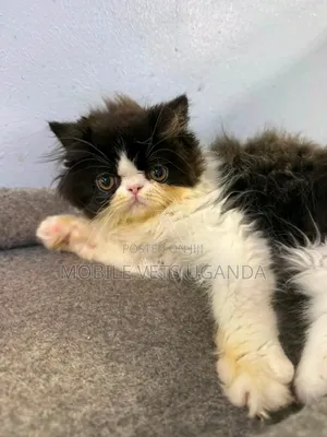 1-3 months Female Purebred Persian