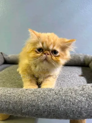 1-3 months Female Purebred Persian