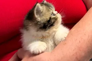 3-6 months Female Purebred Persian
