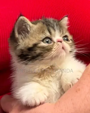 1-3 months Male Purebred Persian