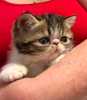 0-1 month Male Purebred Persian