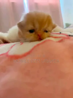 0-1 month Male Purebred American Bobtail