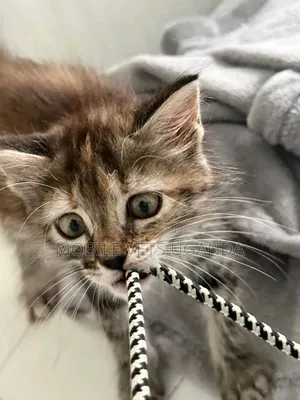 0-1 month Female Purebred Bengal