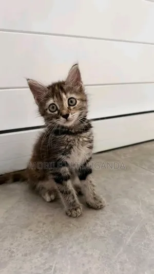 0-1 month Male Purebred Abyssinian