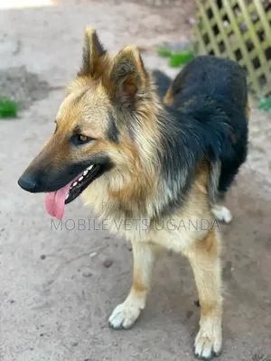 6-12 months Male Purebred German Shepherd
