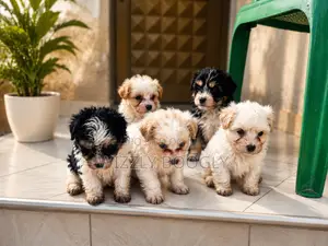 1-3 months Male Purebred Maltese