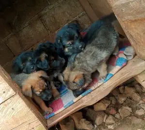 1-3 months Male Purebred German Shepherd