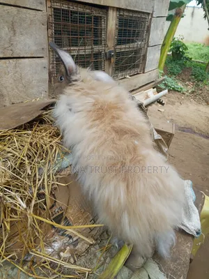 Giant Rabbit ( Purebred)
