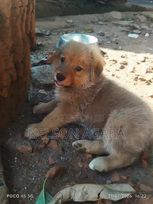 1-3 months Male Purebred German Shepherd