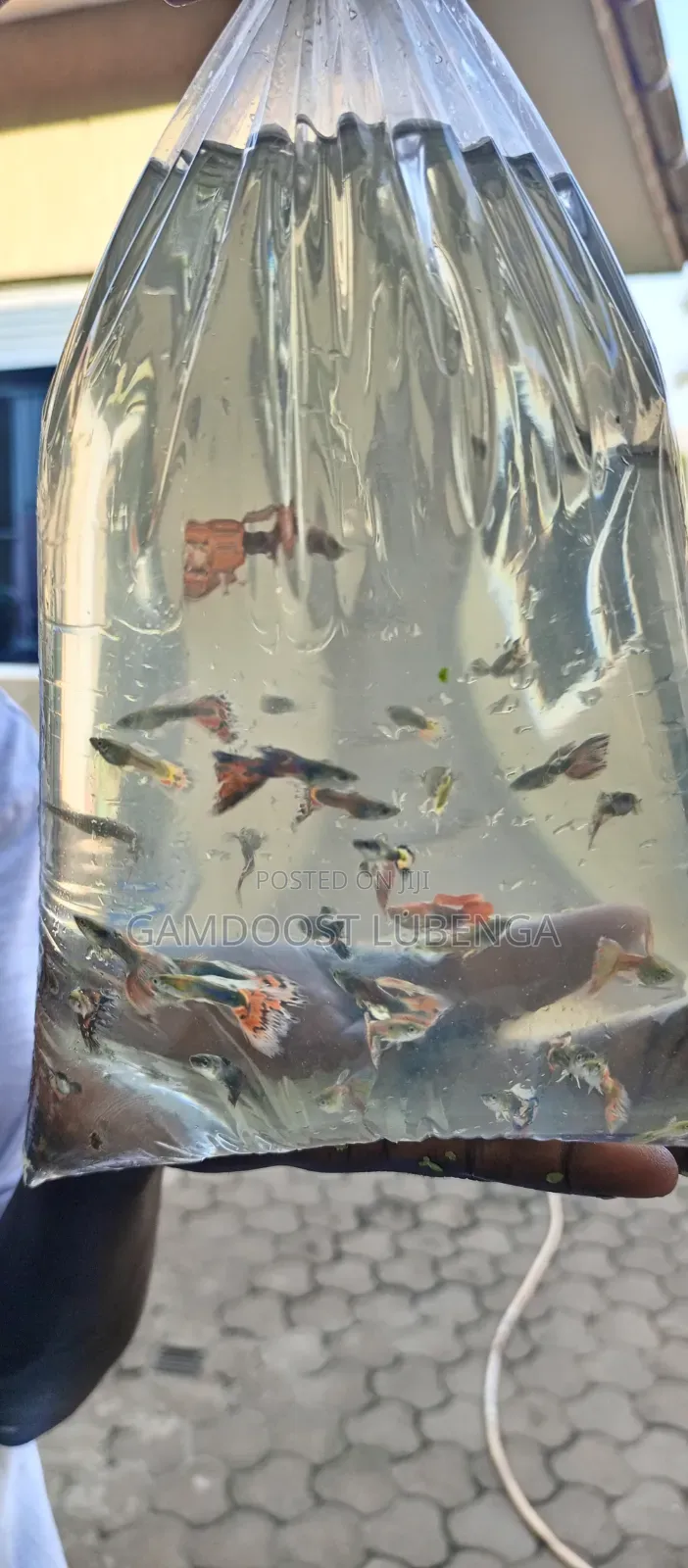 Fancy Guppies