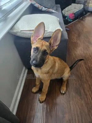 3-6 months Male Purebred German Shepherd