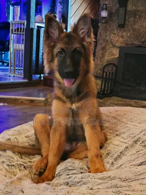 3-6 months Male Purebred German Shepherd