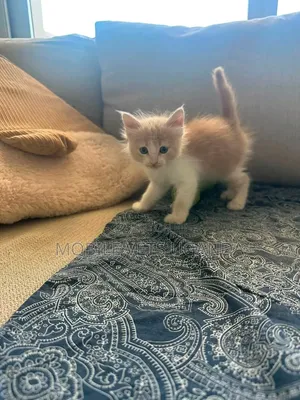 0-1 month Female Purebred Exotic