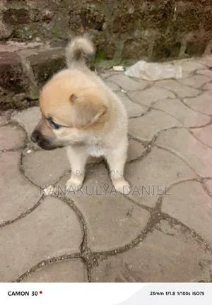 1-3 months Male Mixed Breed German Shepherd