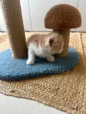 1-3 months Female Purebred Bombay