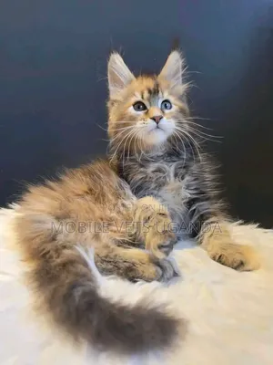 1-3 months Female Purebred Maine Coon