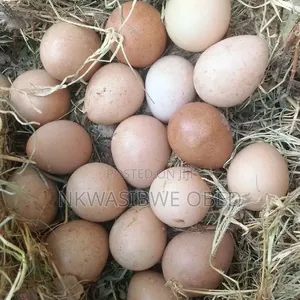 Eggs for ; Turkeys, Quails and Guinea Fowls