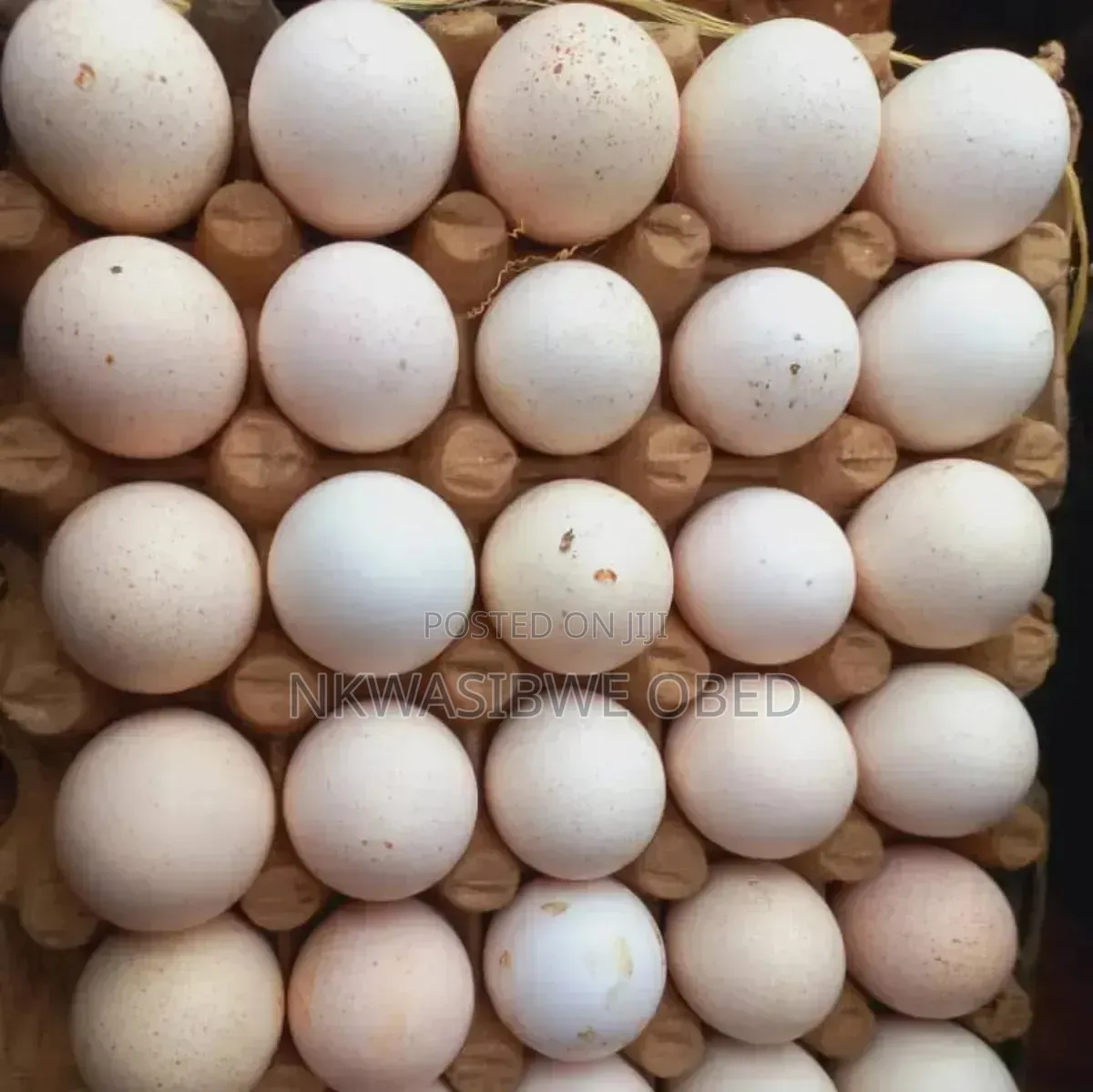 Eggs for ; Turkeys, Quails and Guinea Fowls
