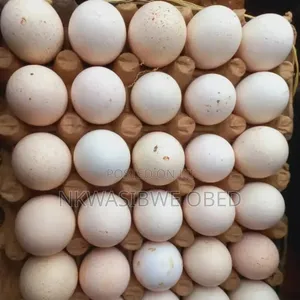 Eggs for ; Turkeys, Quails and Guinea Fowls