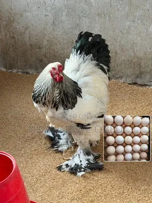 Giant American Brahma Chicken Eggs