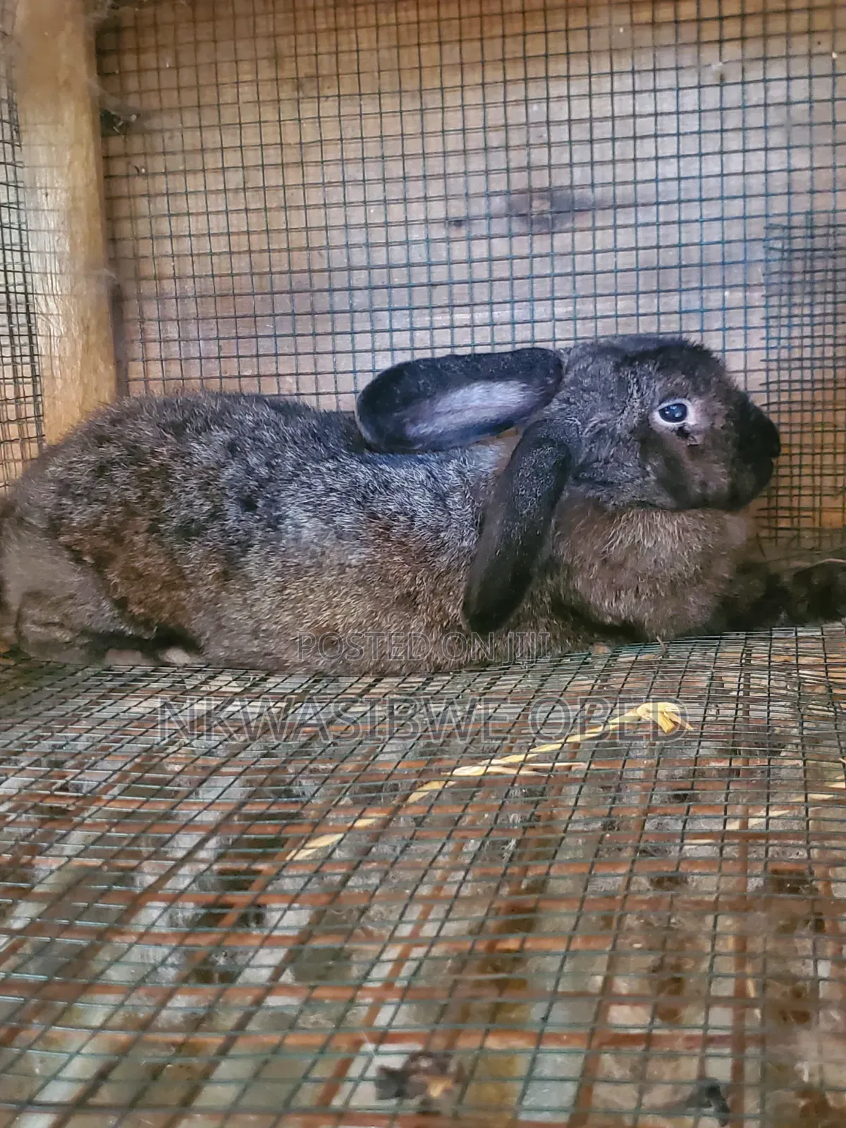 Flemish Giant Rabbit