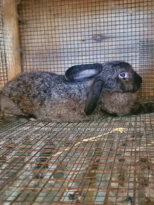 Flemish Giant Rabbit