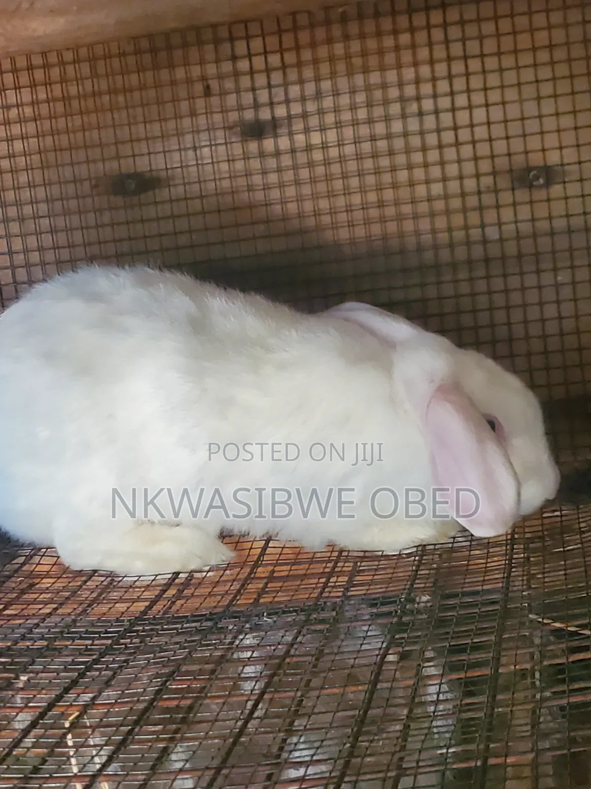 Flemish Giant Rabbit