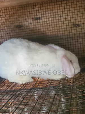 Flemish Giant Rabbit
