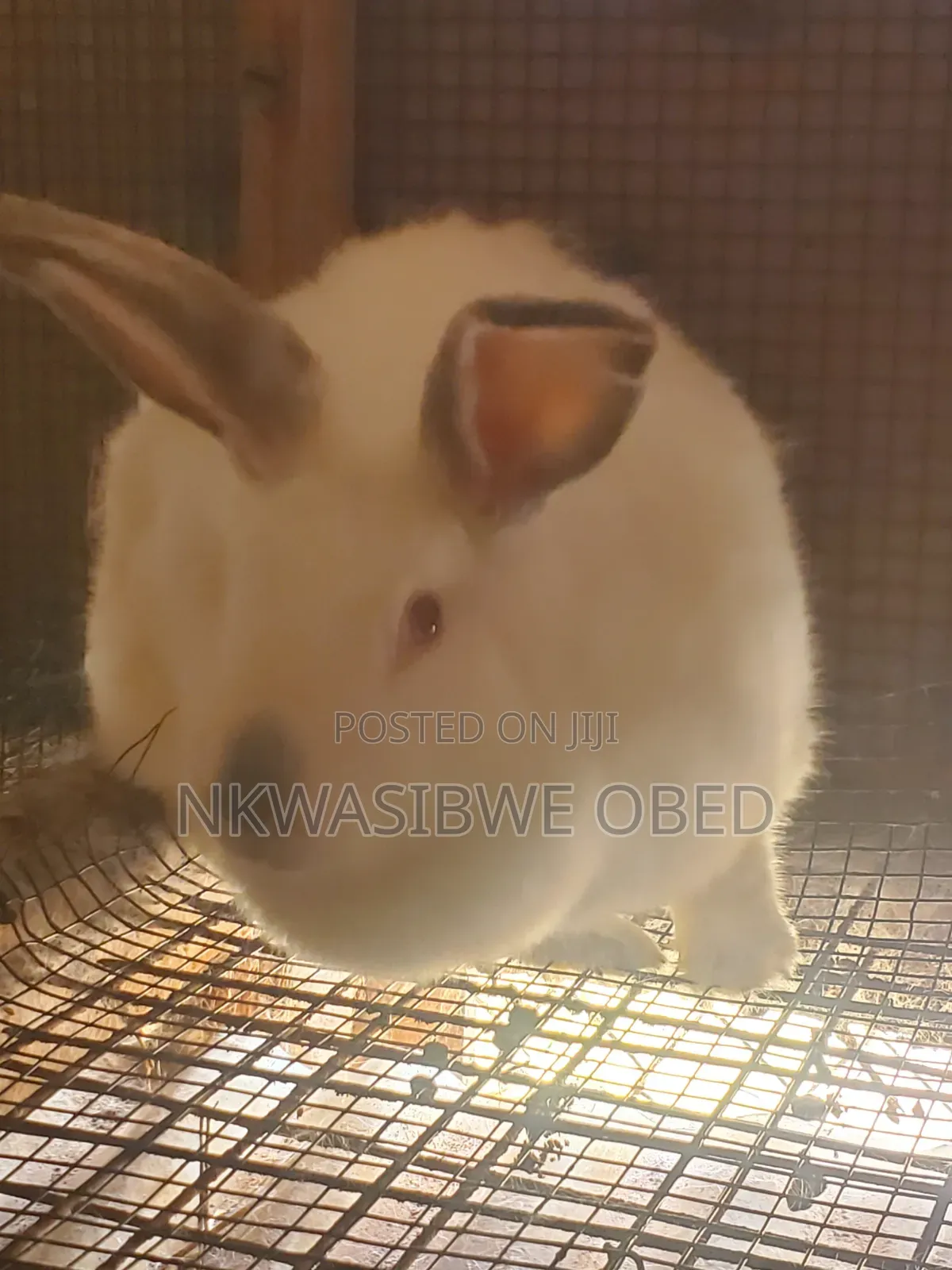 Flemish Giant Rabbit