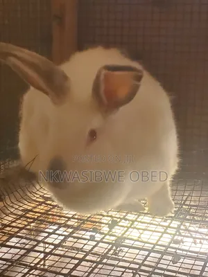 Flemish Giant Rabbit