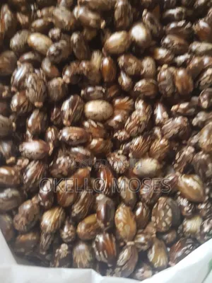 Castor Seed
