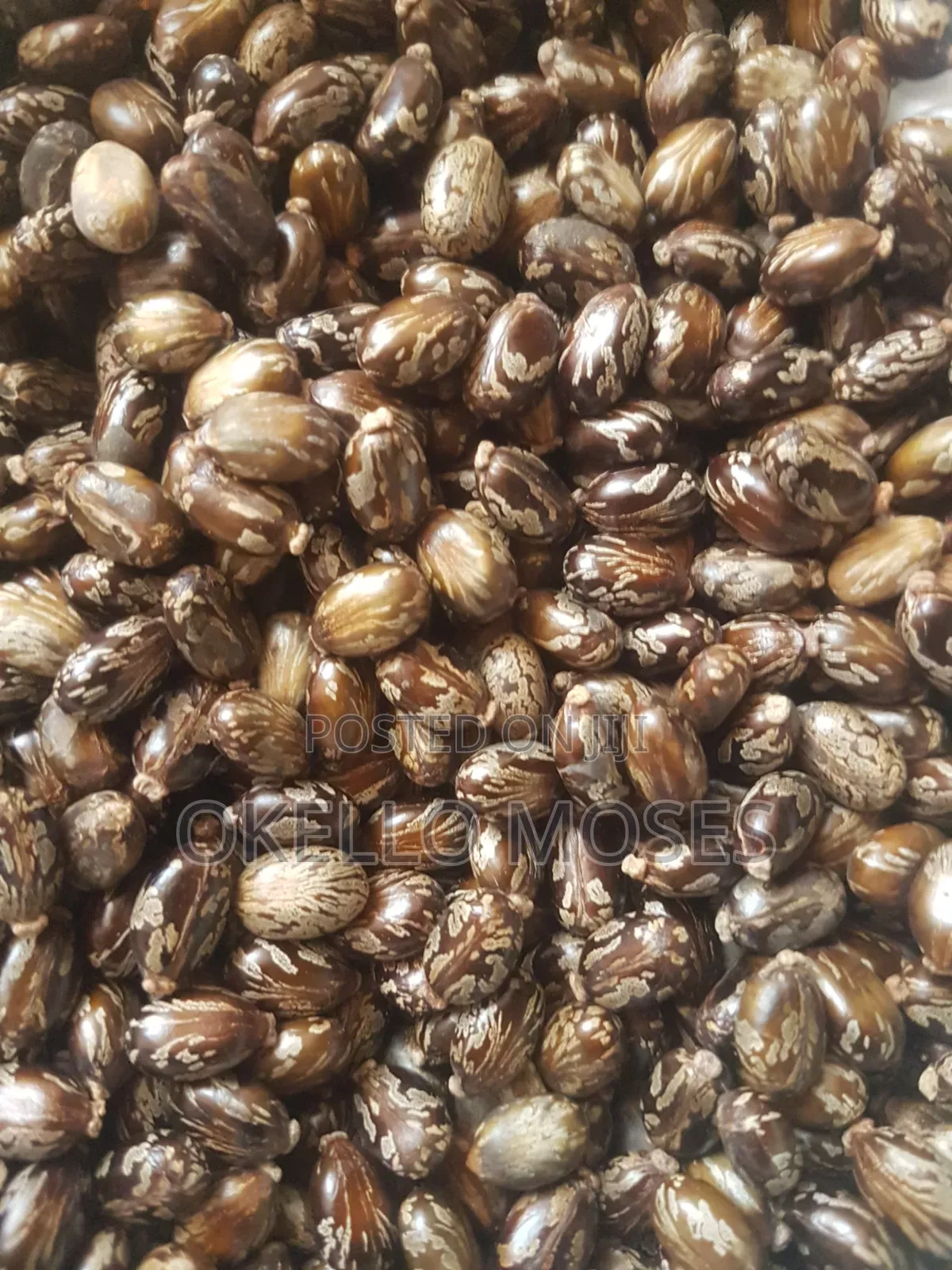 Castor Seed