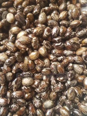 Castor Seed