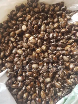 Castor Seed