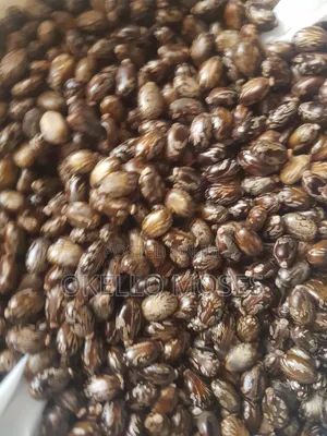 Castor Seed